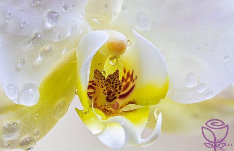 How do you care for an orchid at home?
